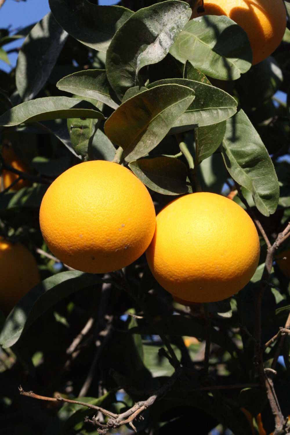            Fruit (Riverside, CA)   